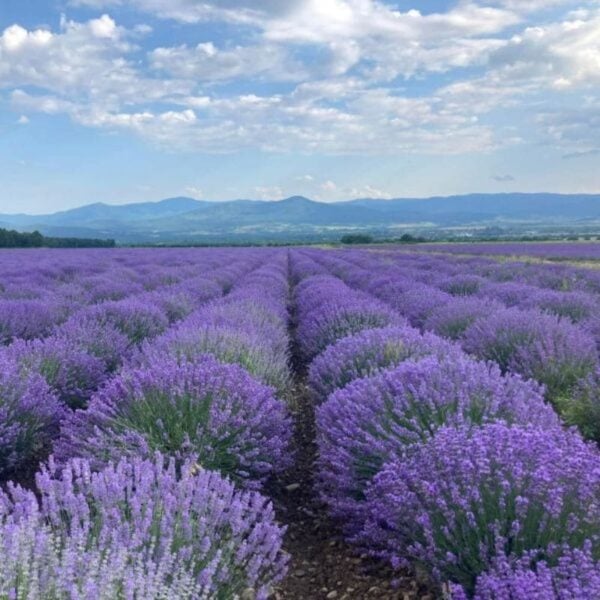 Raw Lavender Honey - Image 6