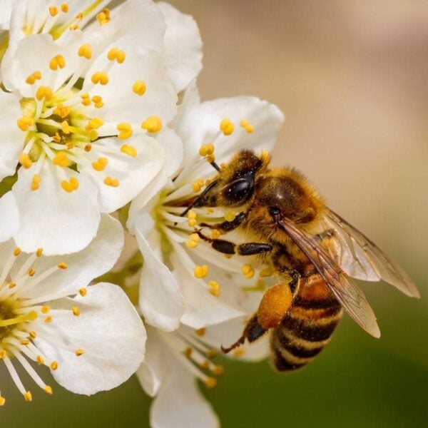 Premium Bee Pollen - Image 6