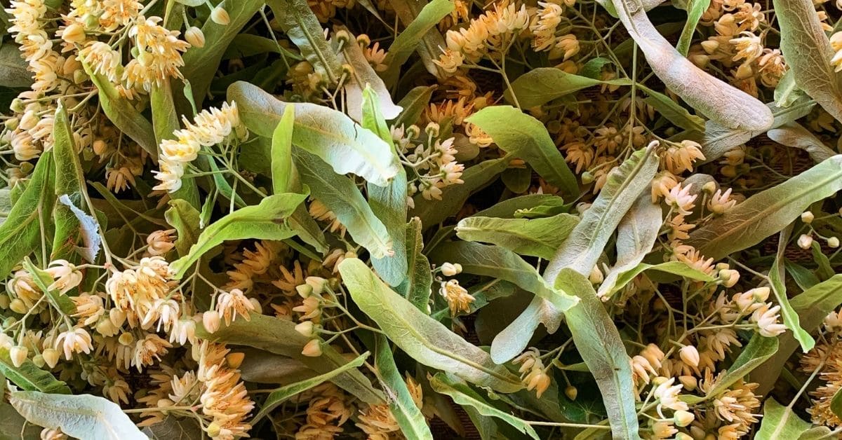 Close-up of delicate white-yellow linden tree flowers used by bees for honey production
