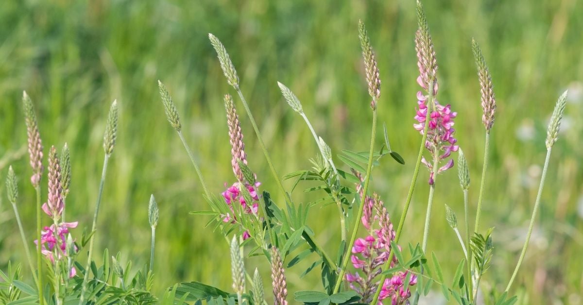 Field of blooming pink sainfoin flowers under bright sunlight