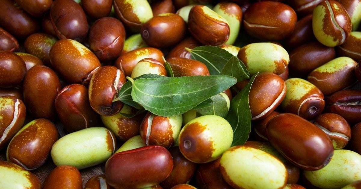 Close-up of Sidr tree fruits with green leaves