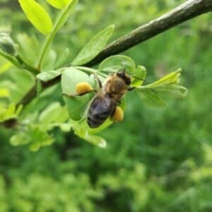 bee with pollen