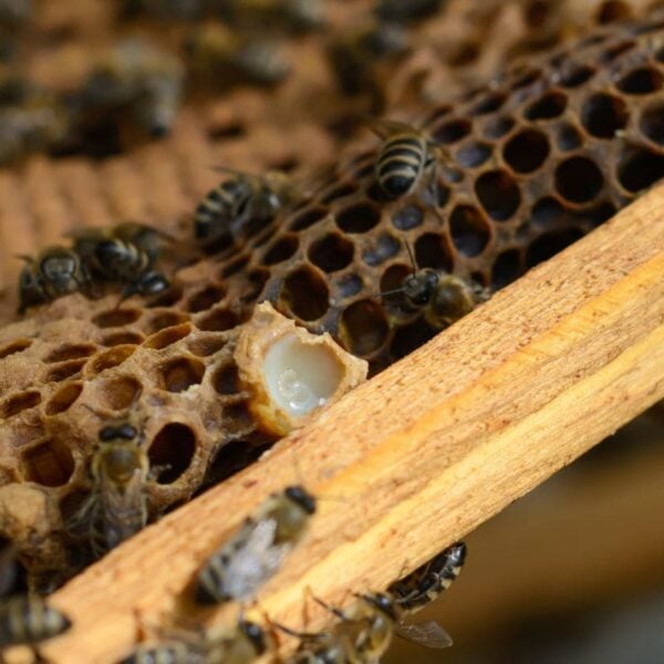 Raw Honey with Propolis, Bee Pollen and Royal Jelly - Image 6