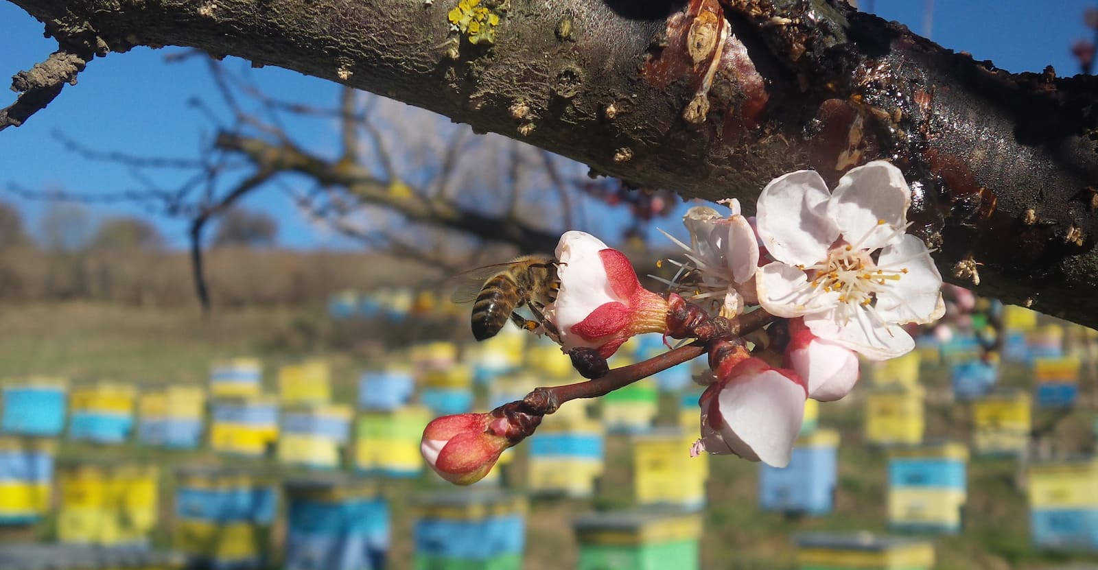 Beehives are placed in a remote forest in Bulgaria, representing Princess Bee's artisanal raw honey, UAE values of sustainability, purity, and natural beekeeping.