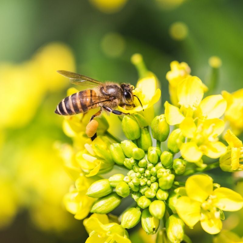 Raw Honey - Canola Flowers