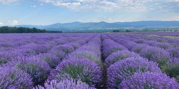 Wide field of blooming lavender under a blue sky, used for monofloral honey production